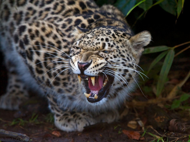 Обои картинки фото животные, леопарды