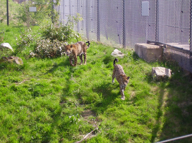 Обои картинки фото животные, Ягуары