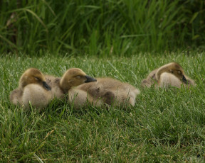 Картинка животные гуси