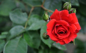 Картинка цветы розы