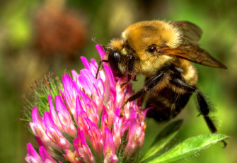 Картинка животные пчелы осы шмели шмель клевер