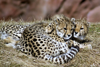 Картинка животные гепарды дружба пятнистый малыши