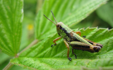 Картинка животные кузнечики саранча листья