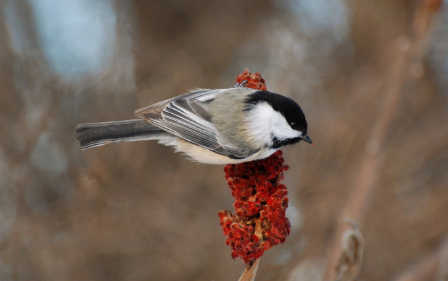 Обои картинки фото животные, синицы, лазоревки, цветы