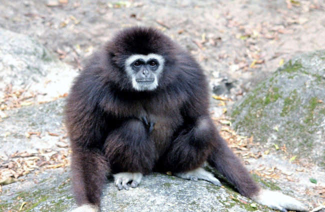 Обои картинки фото животные, обезьяны, черный