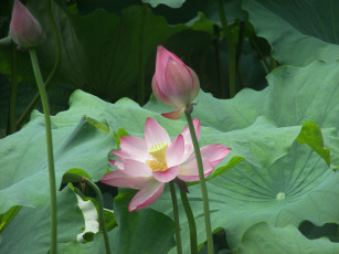 Картинка цветы лотосы лотос