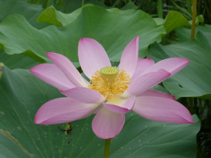 Картинка цветы лотосы лотос