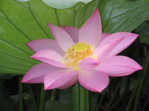 Картинка цветы лотосы лотос