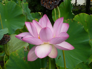 Картинка цветы лотосы лотос