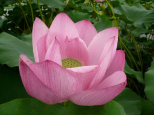 Картинка цветы лотосы лотос