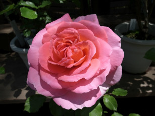 Картинка цветы розы роза