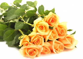 Картинка цветы розы бутоны