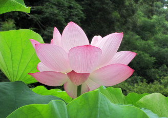 Картинка цветы лотосы лотос