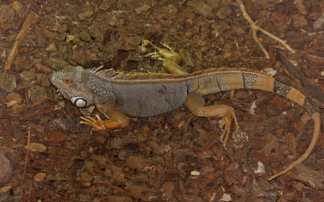 Картинка животные Ящерицы игуаны вараны ящерица