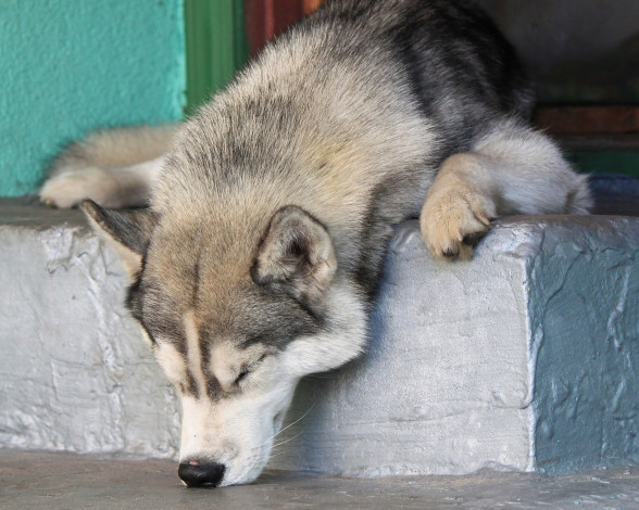 Обои картинки фото животные, собаки, сон, хаски