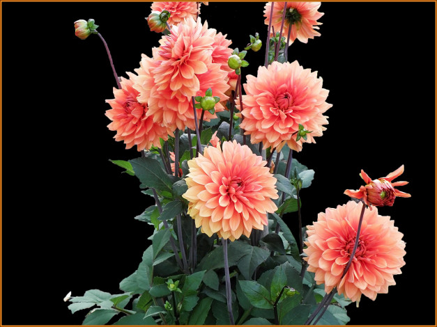 Обои картинки фото цветы, георгины