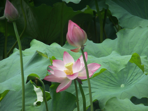 Обои картинки фото цветы, лотосы, лотос