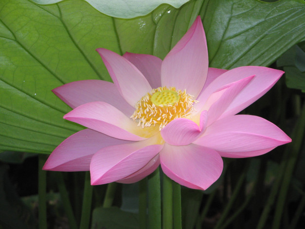 Обои картинки фото цветы, лотосы, лотос