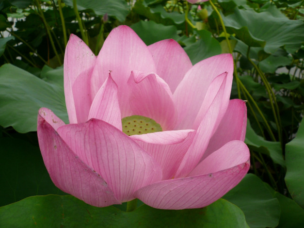 Обои картинки фото цветы, лотосы, лотос