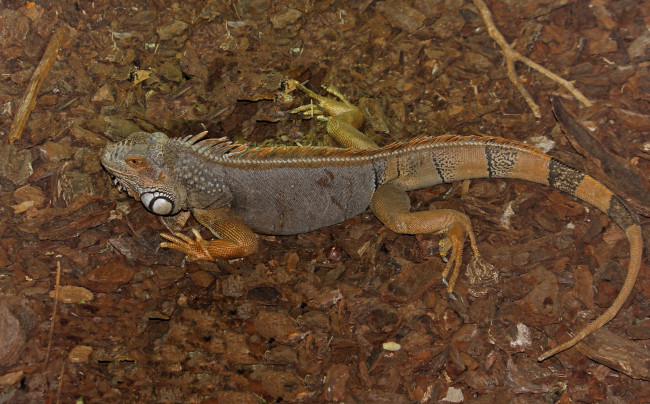 Обои картинки фото животные, Ящерицы, игуаны, вараны, ящерица