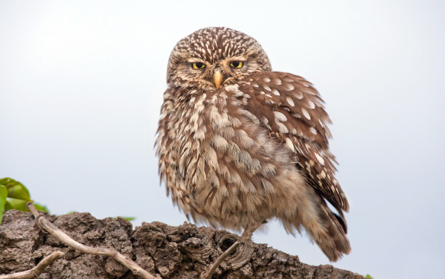 Обои картинки фото животные, совы, перья