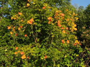 Картинка цветы кампсис текома