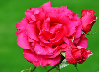 Картинка цветы розы роза