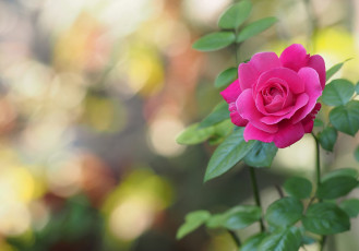 Картинка цветы розы малиновый