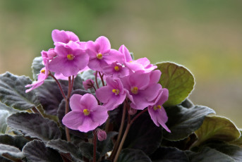 Картинка цветы фиалки лиловый