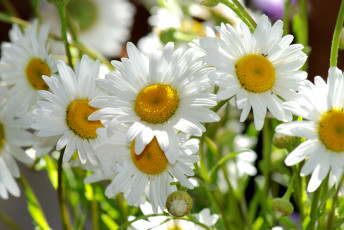 Картинка цветы ромашки солнышка