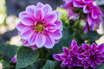 Картинка цветы георгины розовый