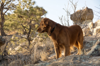 Картинка животные собаки природа