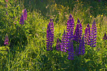 Картинка цветы люпин фиолетовый
