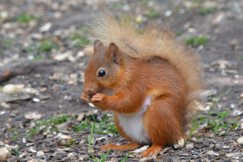 Картинка животные белки белка