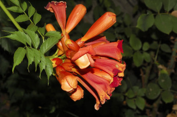 Картинка цветы кампсис текома