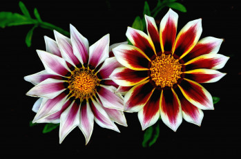 Картинка цветы газания пара макро