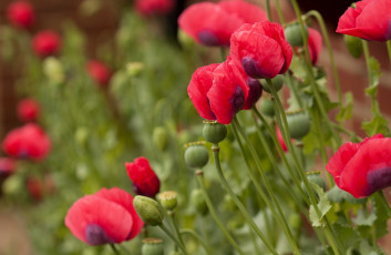 Картинка цветы маки красный