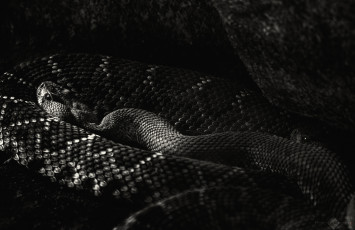 Картинка животные змеи питоны кобры гад