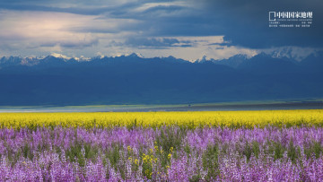 Картинка природа луга цветы