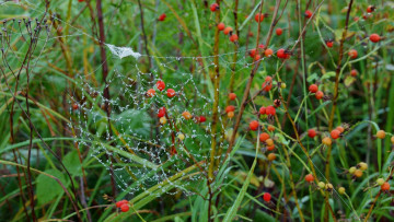 Картинка природа макро кусты шиповник ягоды паутина роса