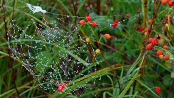 Картинка природа макро шиповник ягоды паутина роса