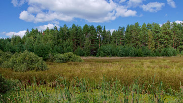 Картинка природа пейзажи лес болото камыш облака