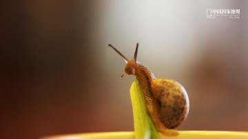 Картинка животные улитки улитка