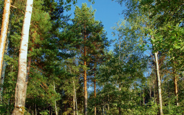 Картинка природа лес деревья небо