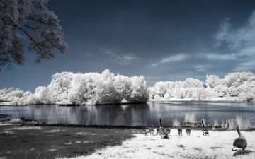 Картинка животные гуси иней деревья река