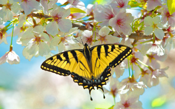 Картинка животные бабочки крылья цветы