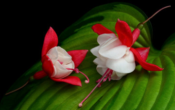 Картинка цветы фуксия макро