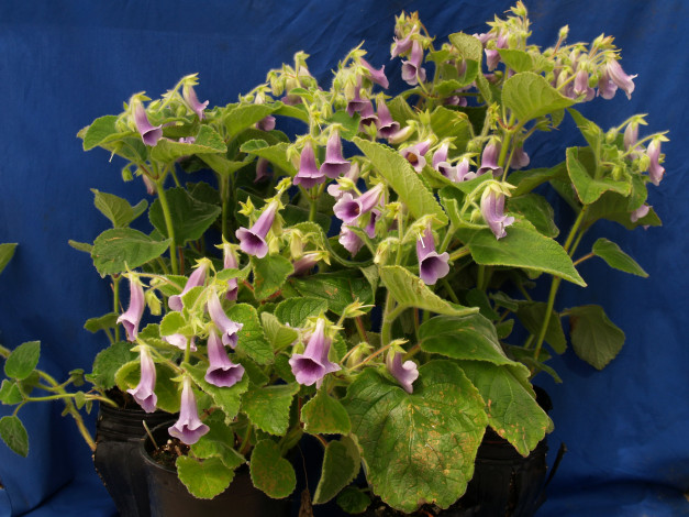 Обои картинки фото цветы, глоксиния, синнингия