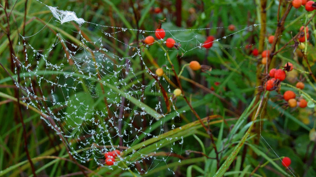 Обои картинки фото природа, макро, шиповник, ягоды, паутина, роса