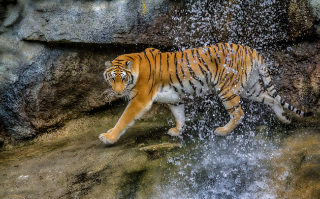 Обои картинки фото животные, тигры, кошка